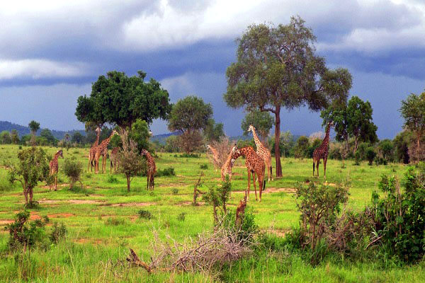 Mikumi National parks.