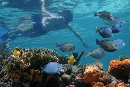 Snorkelling at Tumbatu Island